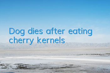 Dog dies after eating cherry kernels