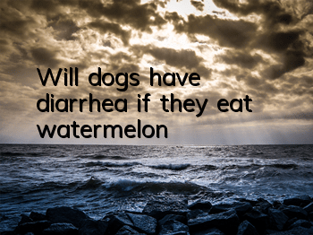 Will dogs have diarrhea if they eat watermelon?