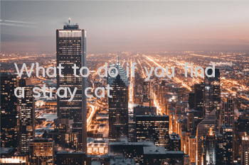 What to do if you find a stray cat