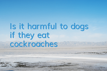 Is it harmful to dogs if they eat cockroaches?