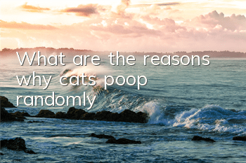 What are the reasons why cats poop randomly?