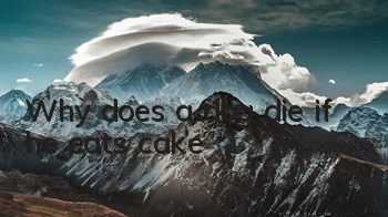 Why does a dog die if he eats cake?