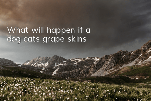 What will happen if a dog eats grape skins?
