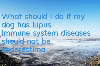 What should I do if my dog ​​has lupus? Immune system diseases should not be underestimated