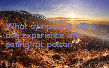 What symptoms will a dog experience after eating rat poison?