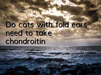 Do cats with fold ears need to take chondroitin?