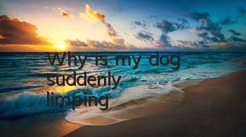 TWhy is my dog ​​suddenly limping?