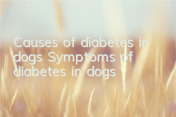 Causes of diabetes in dogs Symptoms of diabetes in dogs