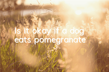 Is it okay if a dog eats pomegranate?