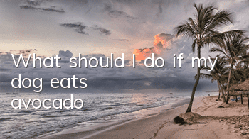 What should I do if my dog ​​eats avocado?