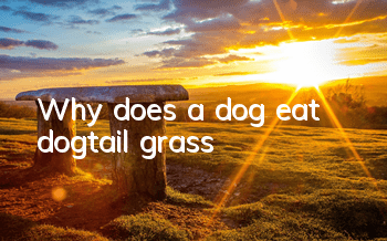 Why does a dog eat dogtail grass?