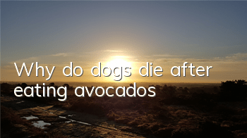 Why do dogs die after eating avocados?