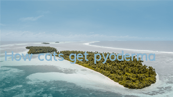 How cats get pyoderma