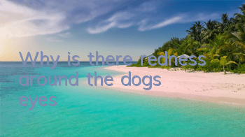 TWhy is there redness around the dog's eyes?