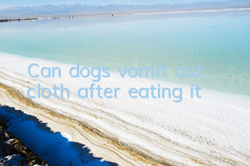 Can dogs vomit out cloth after eating it?