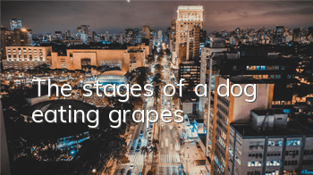 The stages of a dog eating grapes