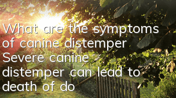 What are the symptoms of canine distemper? Severe canine distemper can lead to death of dogs