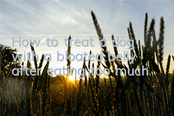 How to treat a dog with a bloated belly after eating too much