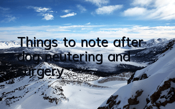 Things to note after dog neutering and surgery!