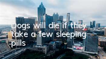 Dogs will die if they take a few sleeping pills