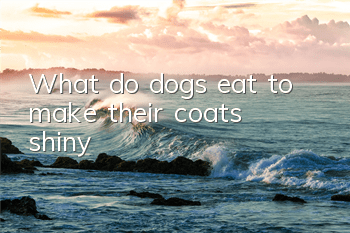 What do dogs eat to make their coats shiny?
