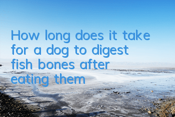 How long does it take for a dog to digest fish bones after eating them?