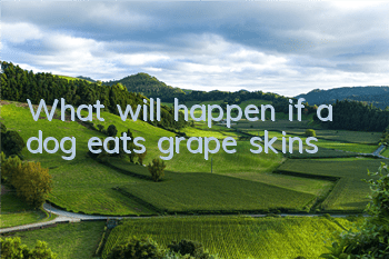 What will happen if a dog eats grape skins?