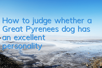 How to judge whether a Great Pyrenees dog has an excellent personality?