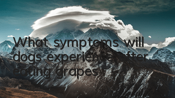 What symptoms will dogs experience after eating grapes?