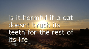 Is it harmful if a cat doesn’t brush its teeth for the rest of its life?