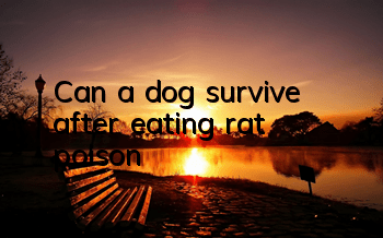Can a dog survive after eating rat poison?