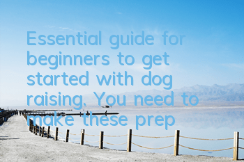 Essential guide for beginners to get started with dog raising. You need to make these preparations!