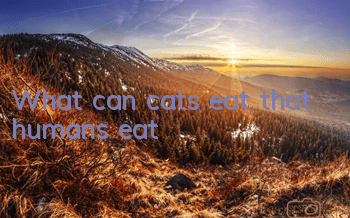 What can cats eat that humans eat?