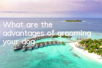 What are the advantages of grooming your dog?