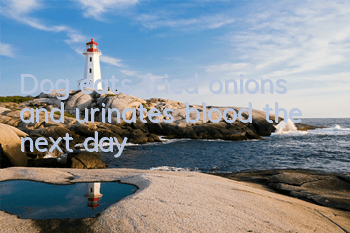 Dog eats fried onions and urinates blood the next day