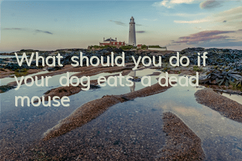 What should you do if your dog eats a dead mouse?