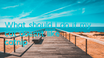 What should I do if my cat doesn’t like catnip?