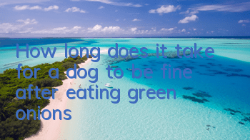 How long does it take for a dog to be fine after eating green onions?