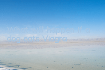 What will happen if a dog eats Viagra?