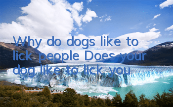 Why do dogs like to lick people? Does your dog like to lick you?