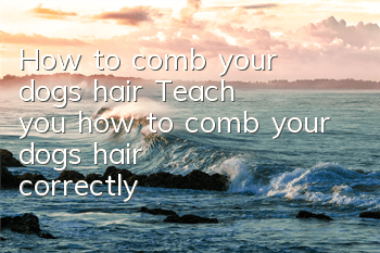 How to comb your dog's hair Teach you how to comb your dog's hair correctly