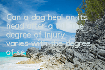 Can a dog heal on its head after a fall? The degree of injury varies with the degree of self-healing.