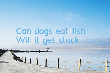 Can dogs eat fish? Will it get stuck?