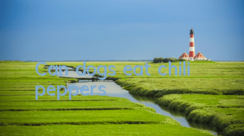 Can dogs eat chili peppers?