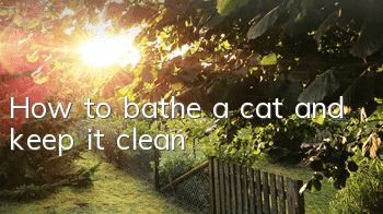 How to bathe a cat and keep it clean