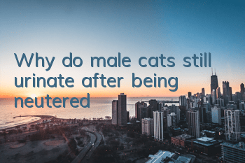 Why do male cats still urinate after being neutered?