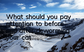 What should you pay attention to before and after deworming your cat?