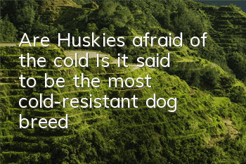 Are Huskies afraid of the cold? Is it said to be the most cold-resistant dog breed?