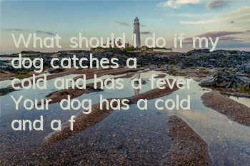 What should I do if my dog ​​catches a cold and has a fever? Your dog has a cold and a fever, so why don’t you cool it down quickly?