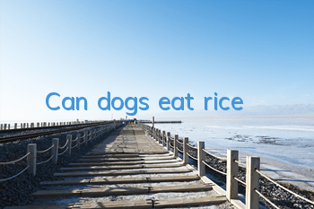 Can dogs eat rice?